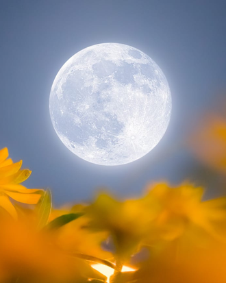 Cerchio di Luna "Flower Moon" | Esperienza Online di Scrittura Consapevole e Naturopatia