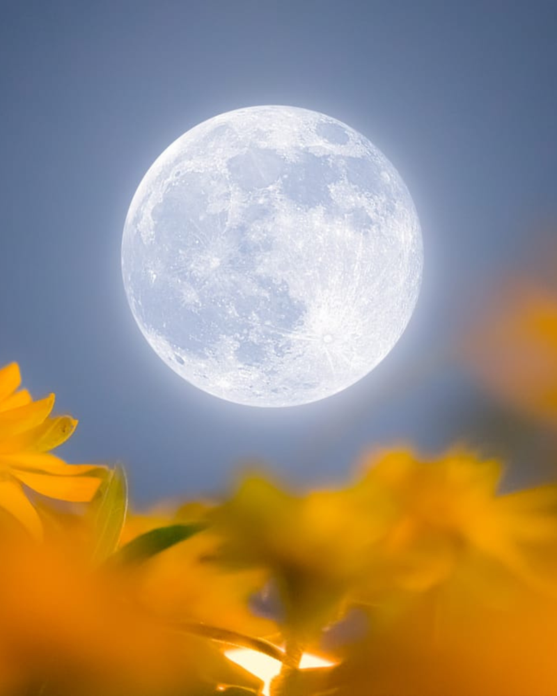 Cerchio di Luna "Flower Moon" | Esperienza Online di Scrittura Consapevole e Naturopatia