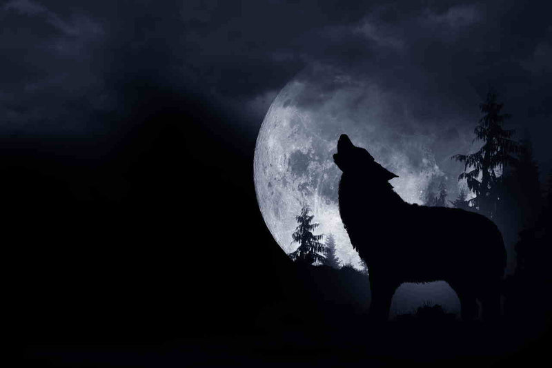 Cerchio di Luna di gennaio "Wolf Moon" - Viaggio online di Scrittura Consapevole e Naturopatia